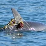 Clean Up the Peel: Creery Wetlands with Mandurah Cruises