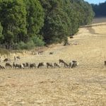 Bushland Management Workshop