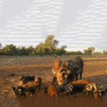 Feral Pig Control Workshop