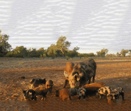 Feral Pig Control Workshop