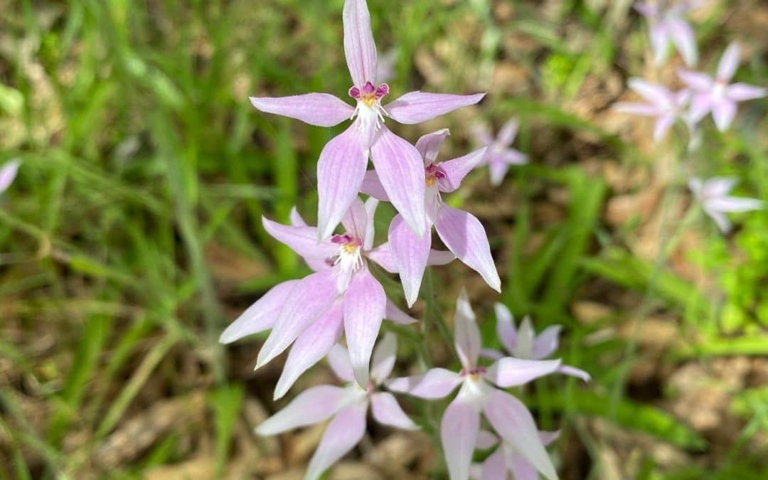 Special Lake Clifton property joins Land for Wildlife