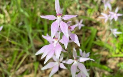 Special Lake Clifton property joins Land for Wildlife