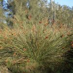 Spiny Rush Workshop - Tunbridge Gully