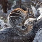 Numbat School Incursion