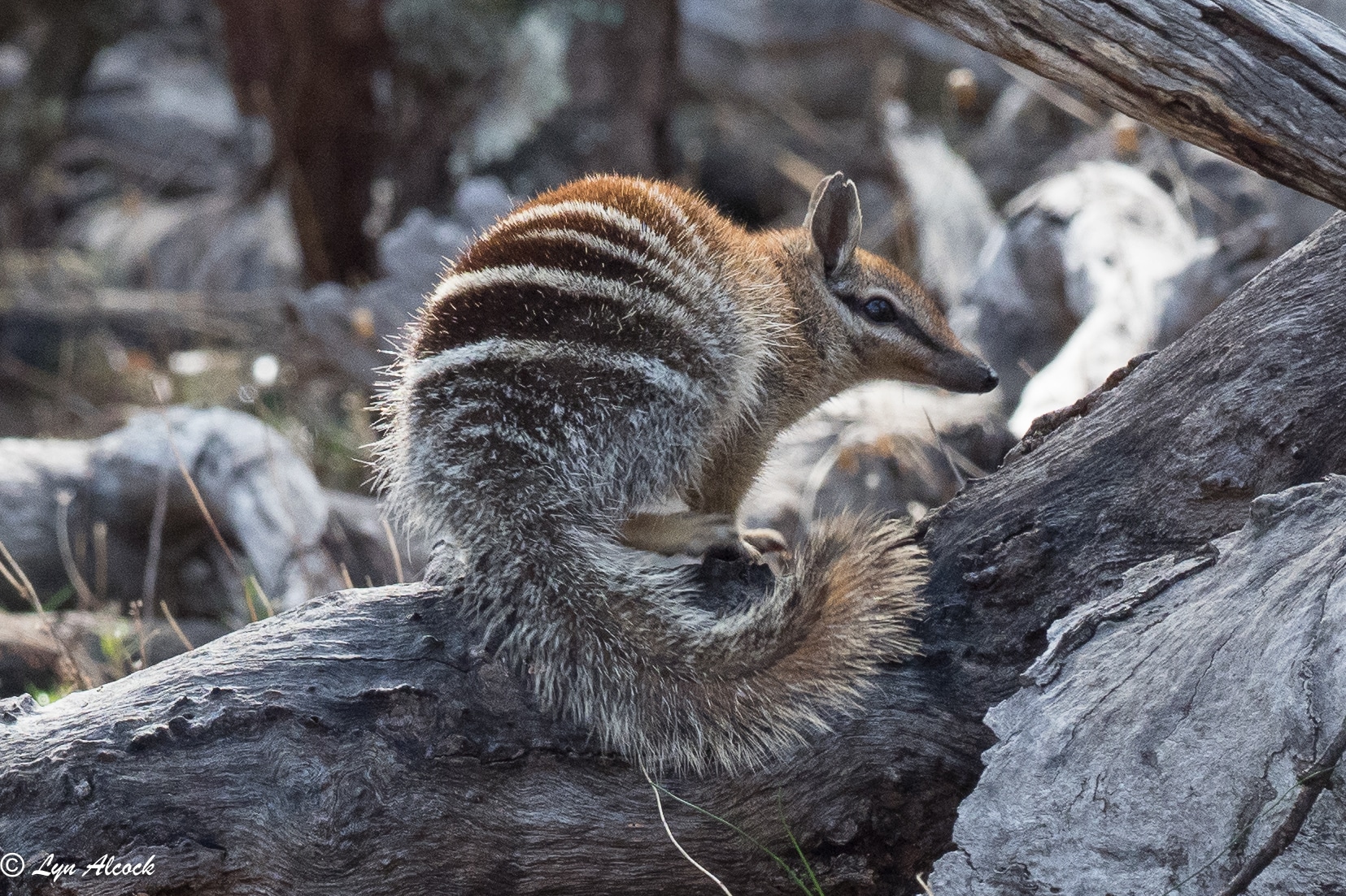 Numbat School Incursion