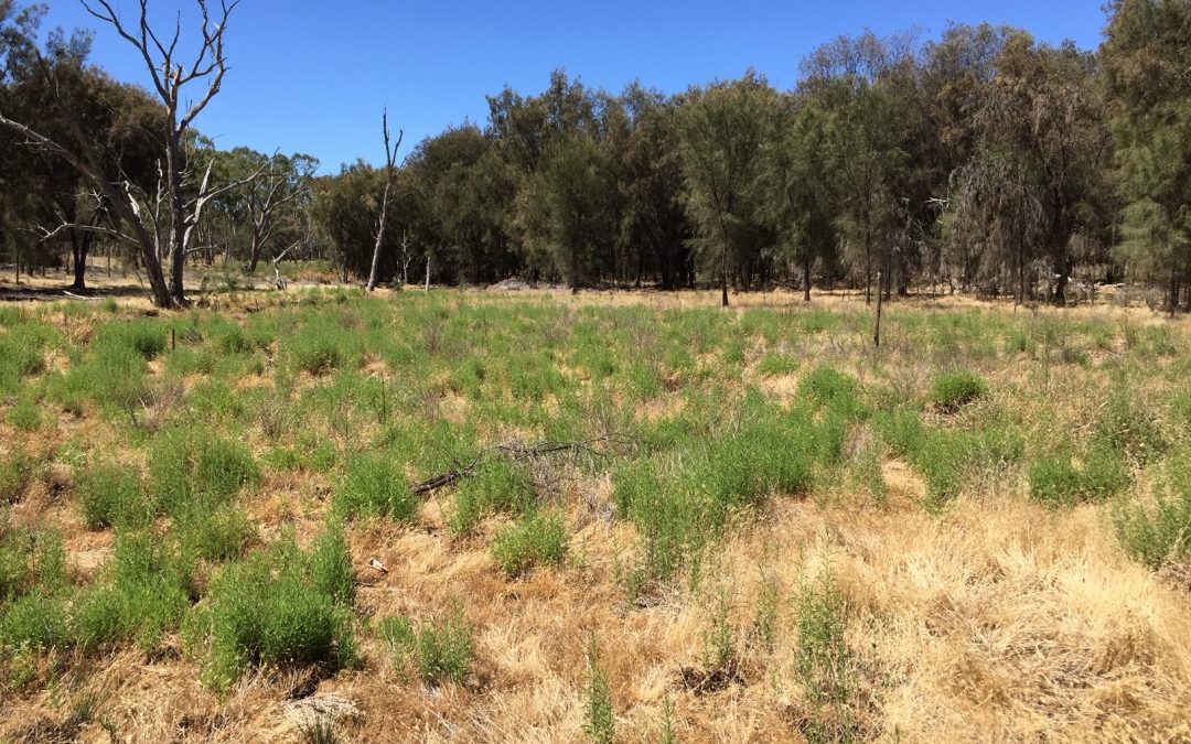 Tunbridge Gully Planting Event