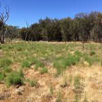 Tunbridge Gully Planting Event