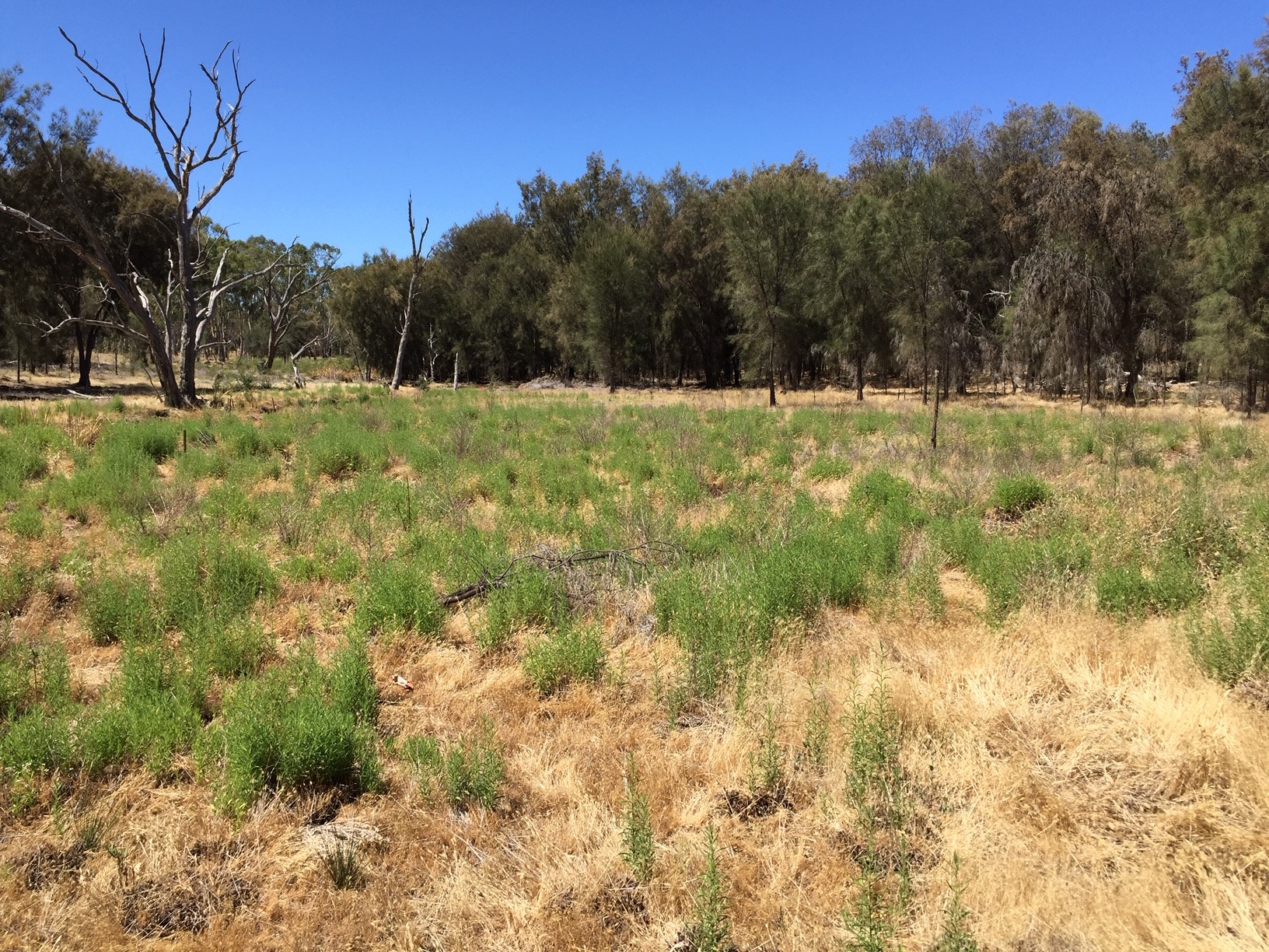 Tunbridge Gully Planting Event