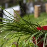 Karu Bilya Planting Day (Closed Event)
