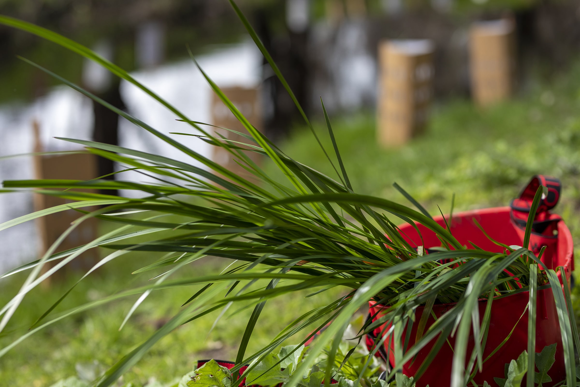 Karu Bilya Planting Day (Closed Event)