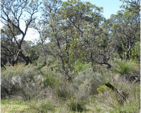 Corymbia calophylla – Xanthorrhoea preissii woodlands and shrublands of the Swan Coastal Plain