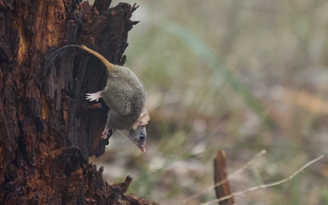 Red-tailed phascogale, kenngoor