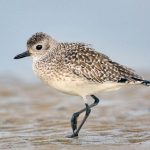 BirdLife Advanced Shorebird Training Program (Closed Event)