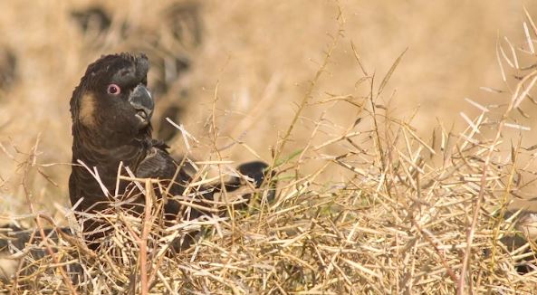 Poisoned grain a threat to Black Cockatoos