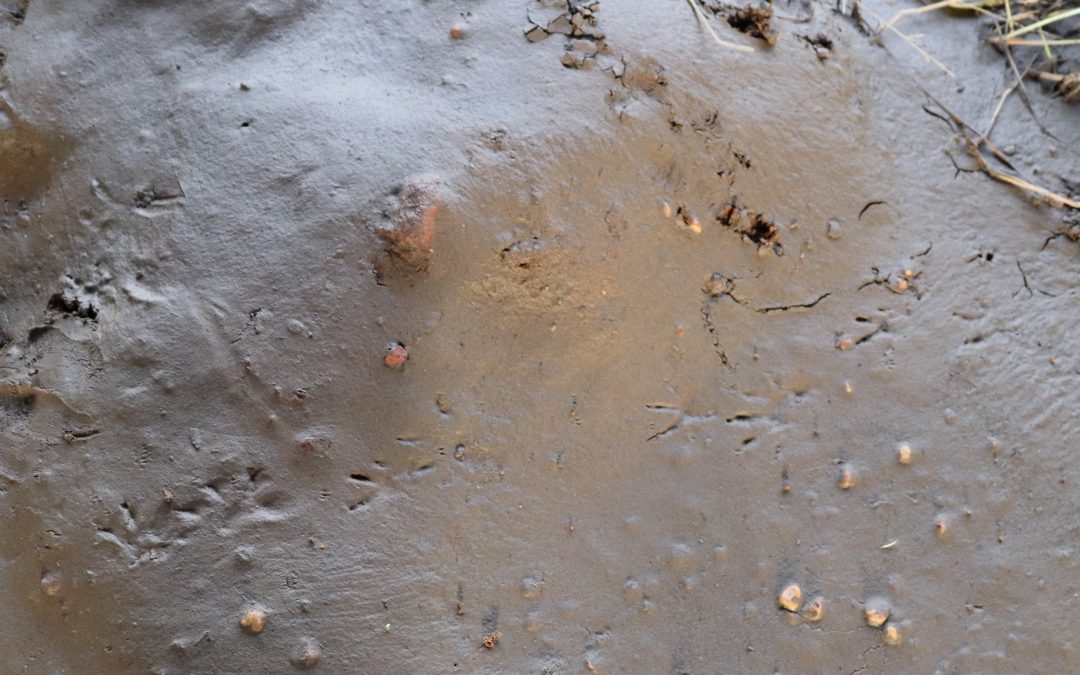 Rakali Tracks Spotted Near Dryandra Woodland