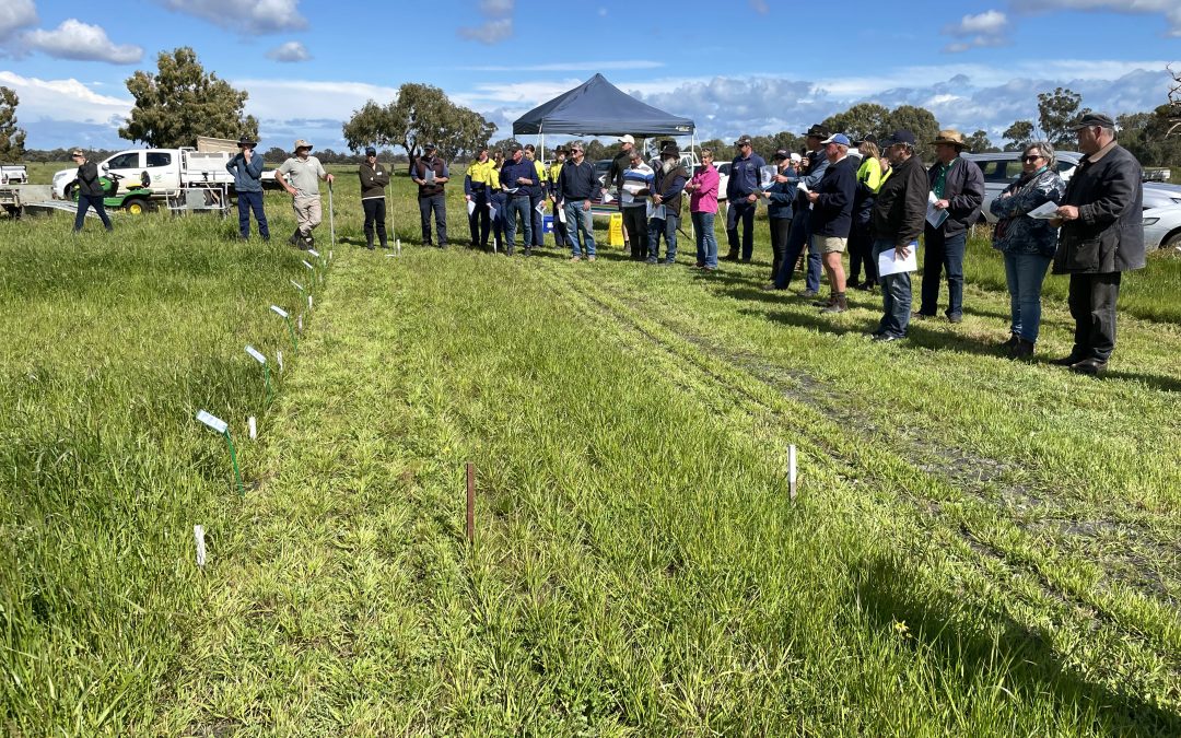 Farmers improve understanding of pasture nutrient requirements at recent uPtake field day
