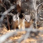 Numbat School Incursion (Closed Event)