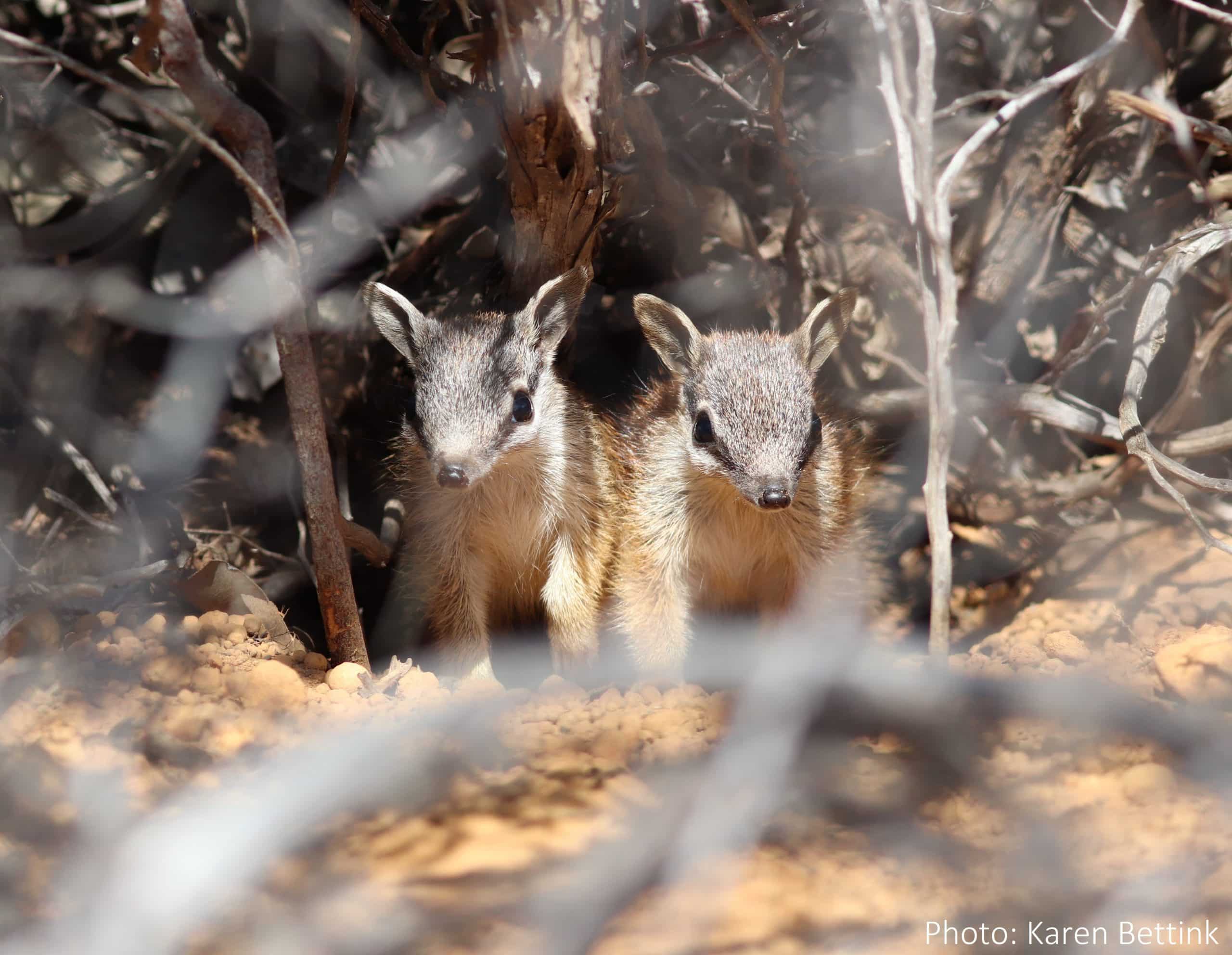 Numbat School Incursion (Closed Event)