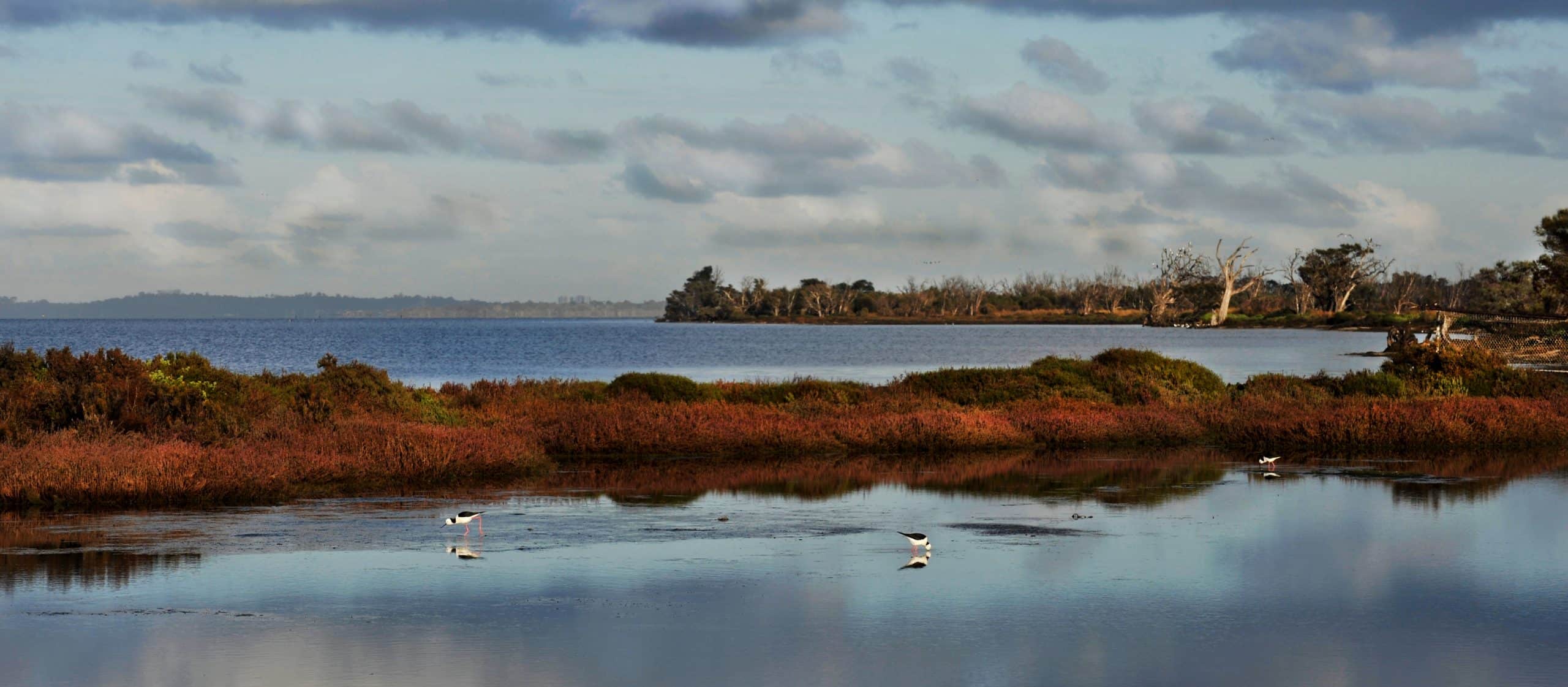 Peel-Harvey Estuary Forum