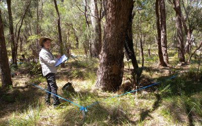 Checking in on our Banksia: Monitoring vegetation condition in Banksia woodland