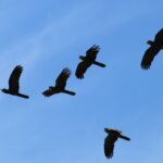 Great Cocky Count Workshop, Boddington