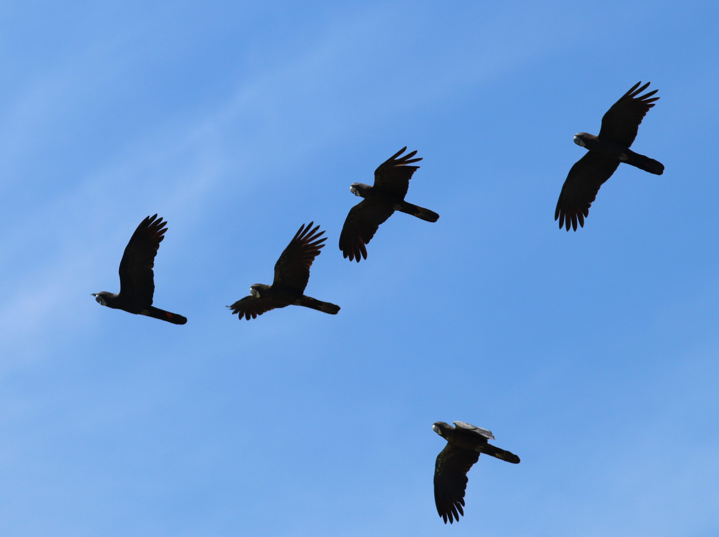 Great Cocky Count Workshop, Boddington