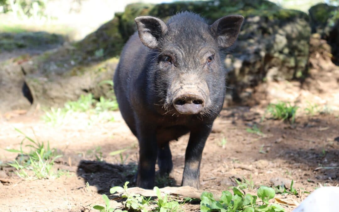 Removing Feral Pigs to Improve the Health of Our Waterways