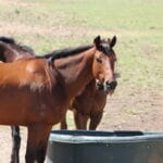 Healthy Soil, Pasture & Horse