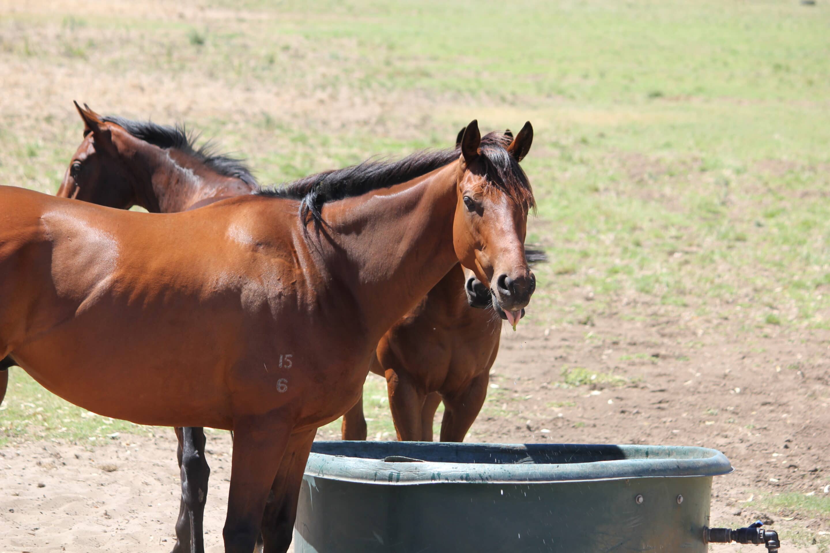 Healthy Soil, Pasture & Horse
