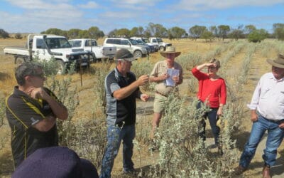 Saltbush establishment on marginal land within the Hotham Williams catchment