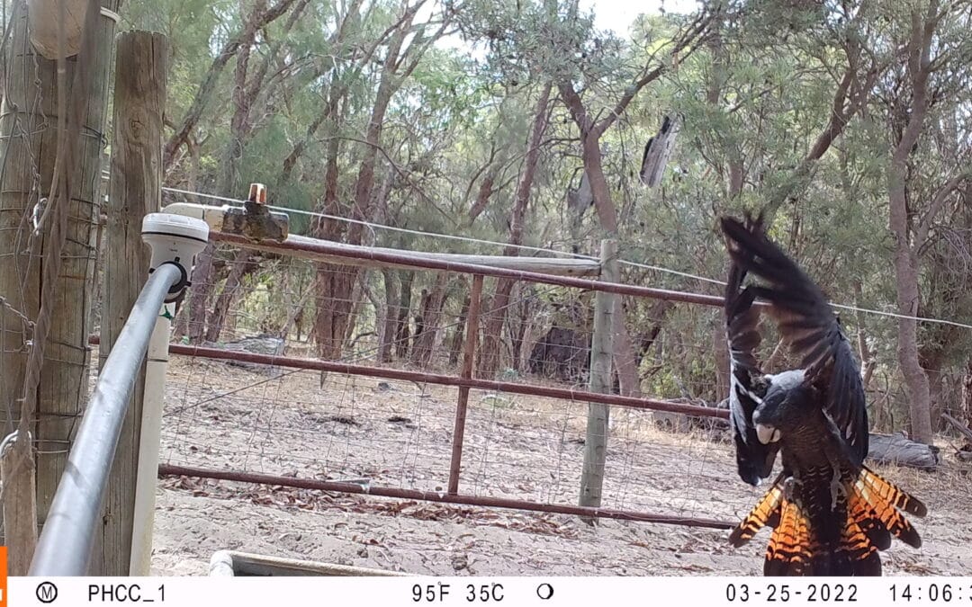 Critters caught on camera in Banksia monitoring