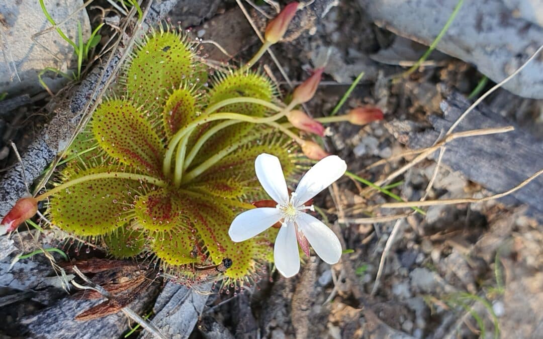 Lookout if you’re an insect, carnivorous plants abound!