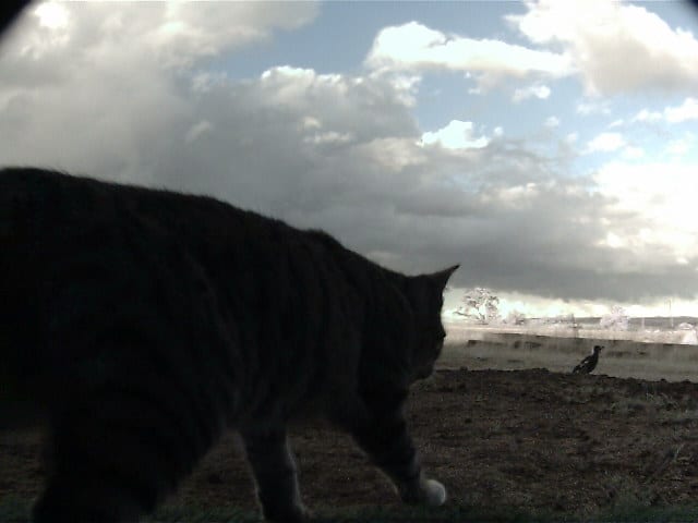 Felixer, the grooming trap, works to control feral cats