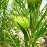 Cancelled - Hotham-Williams Weed Workshop (Williams)