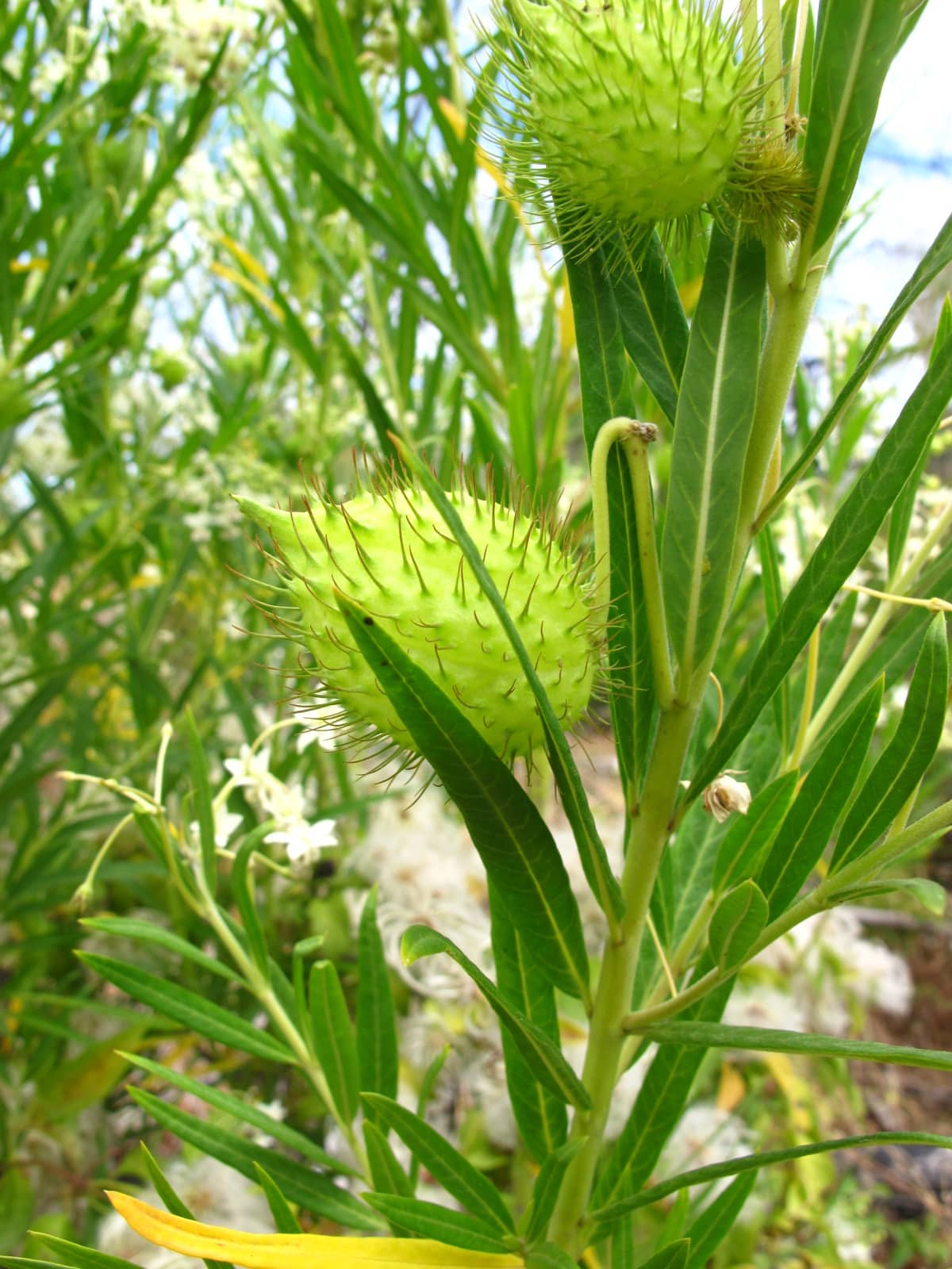 Cancelled - Hotham-Williams Weed Workshop (Williams)