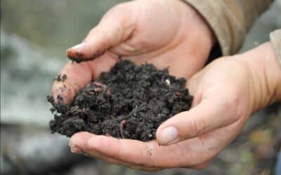 Case Study 42:  Worms in Windrows