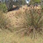 Hotham-Williams Weed Workshop (Boddington)