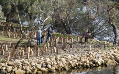 Healing Bilya-Restoring the Murray and Serpentine Rivers
