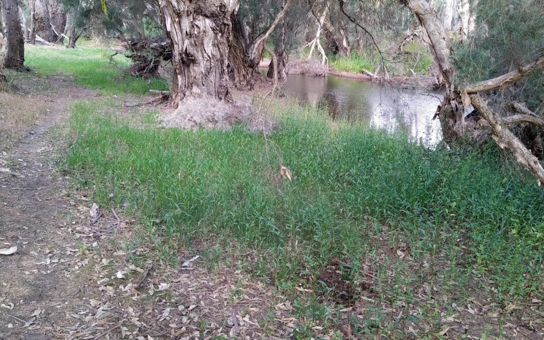 Happy and healthy times in store for the Williams River in Quindanning