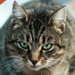 WA Feral Cat Symposium