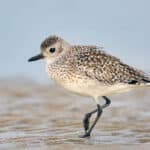 Advanced Shorebird and Wetland Bird Training