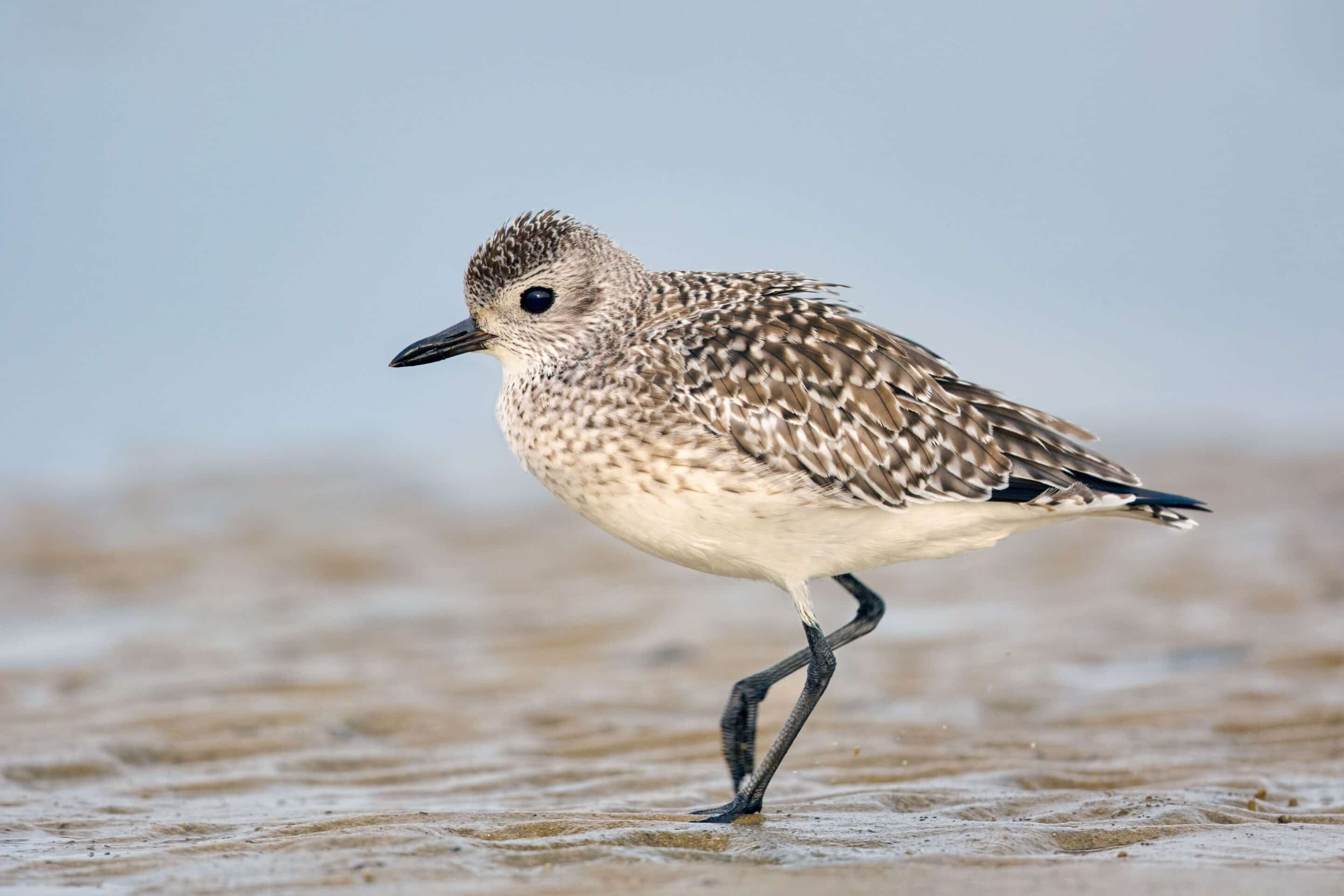 Advanced Shorebird and Wetland Bird Training