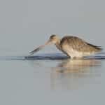 The Australian Shorebird Monitoring Program for the Peel-Yalgorup System
