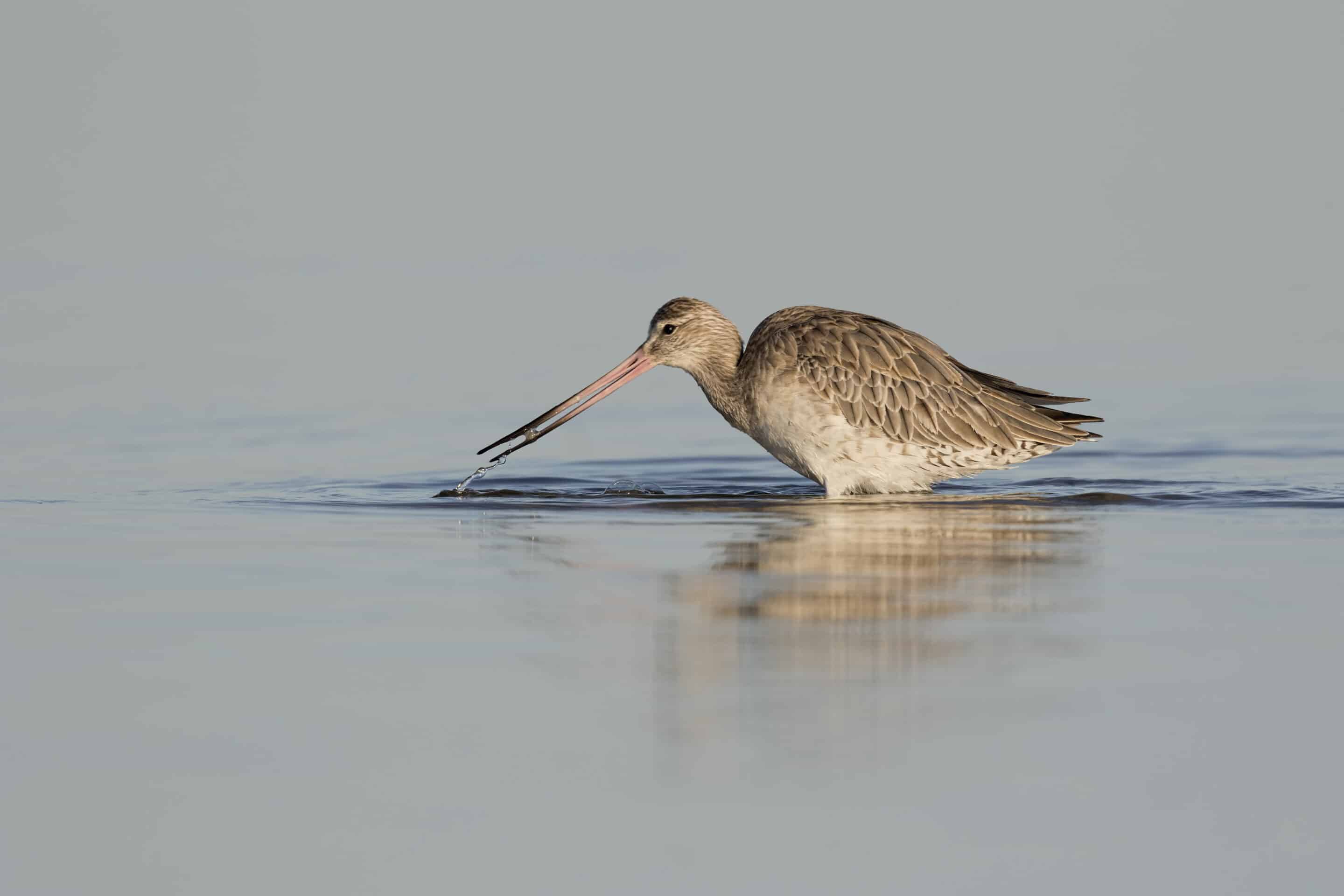 The Australian Shorebird Monitoring Program for the Peel-Yalgorup System