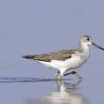 Shorebird Identification Workshop