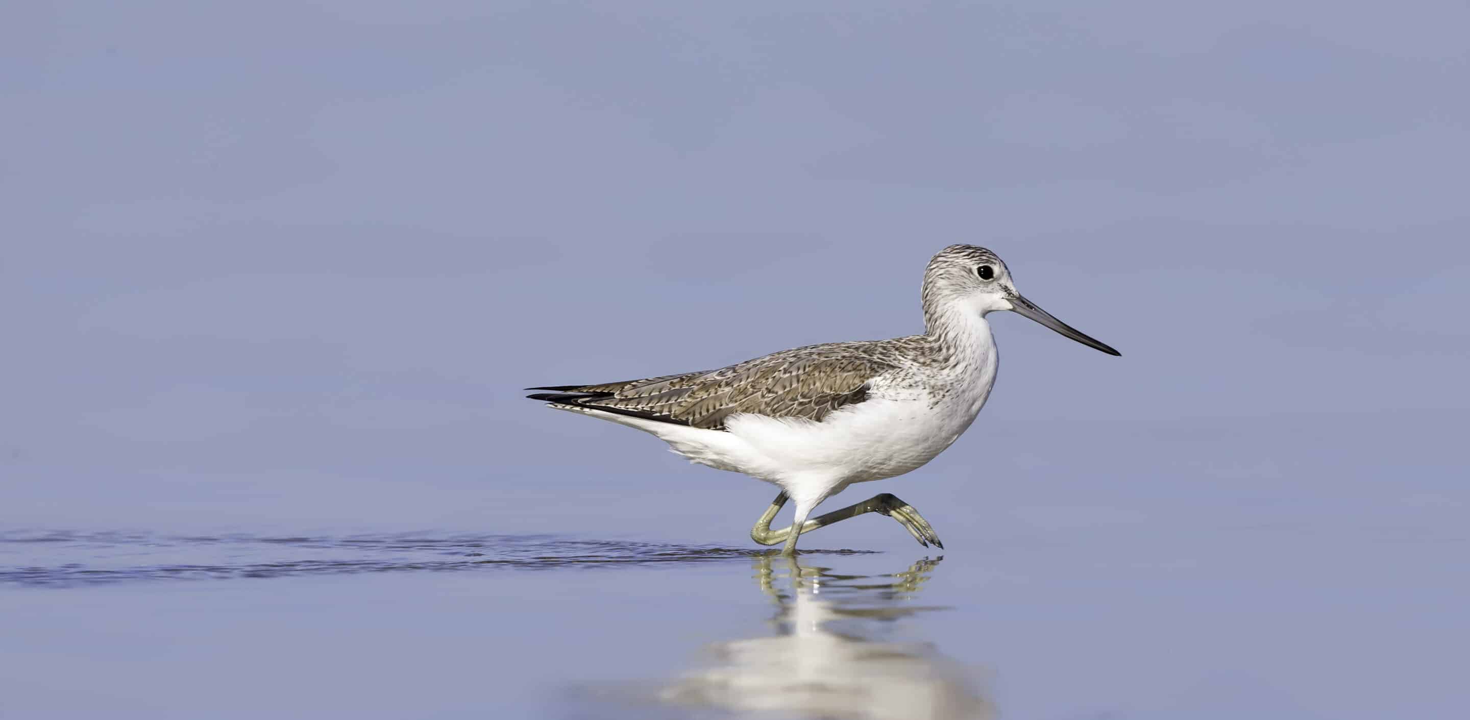 Shorebird Identification Workshop