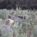 Saltbush Field Day