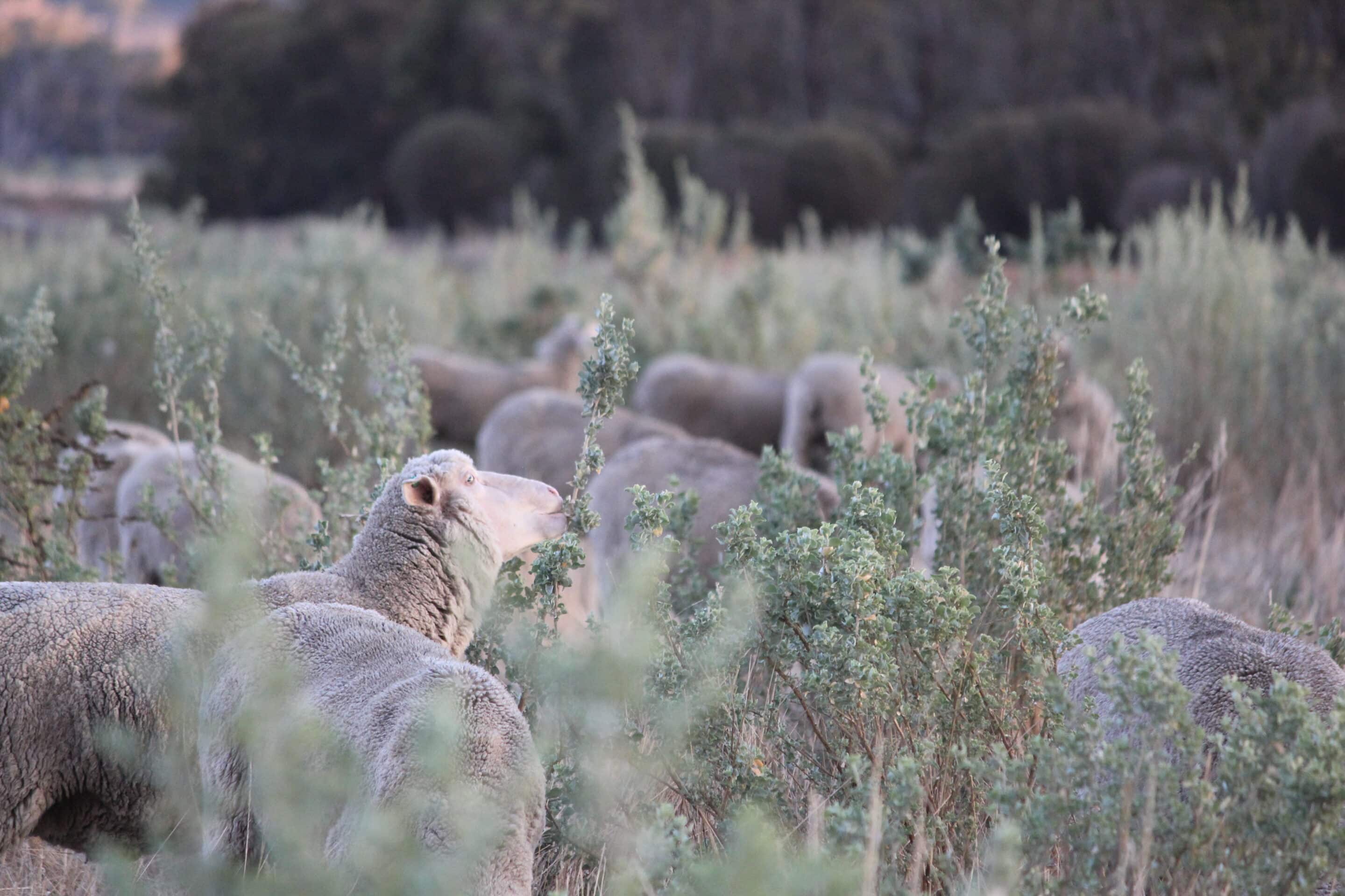 Saltbush Field Day