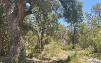 Dieback treatment gives Banksia Woodlands reprieve