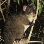 Woodlands for Wildlife Workshop
